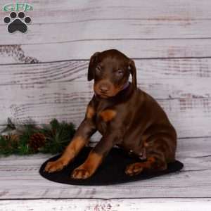 Julia, Doberman Pinscher Puppy